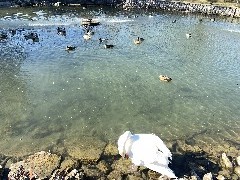 Our Daily Walk; Duck Pond; Clifton Springs, NY